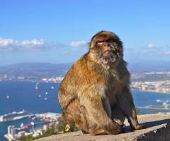 जिब्राल्टर में क्या देखना है - हम खुद जाते हैं