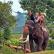 بهترین مکان برای فیل سواری در پاتایا کجاست؟